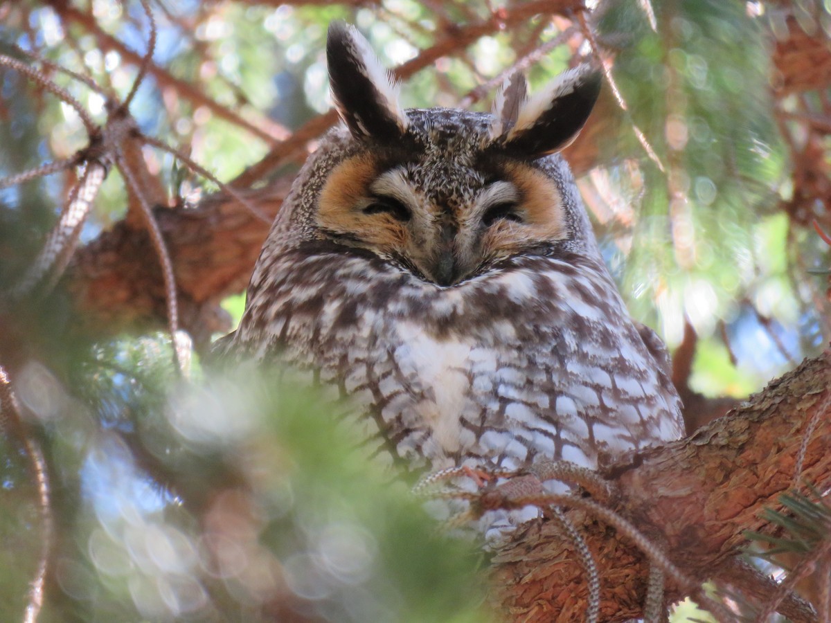 Long-eared Owl - Keith Leonard