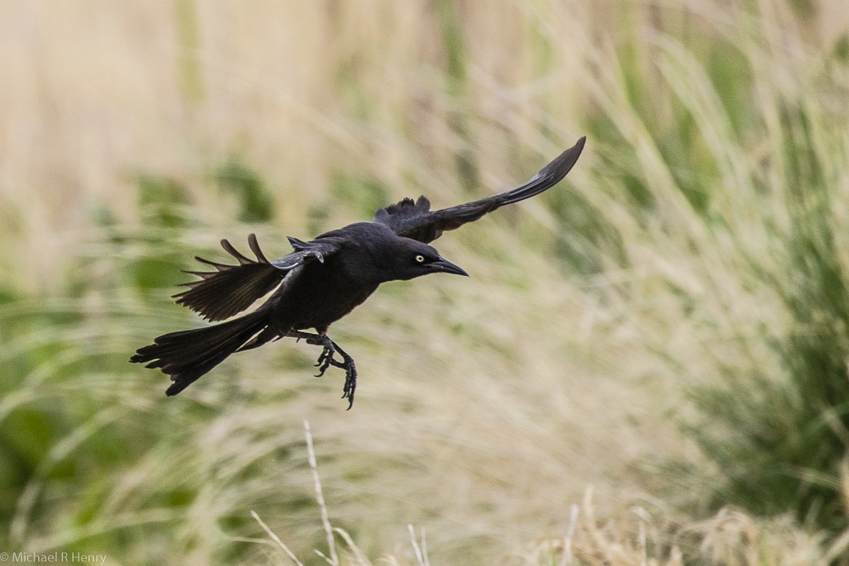 Great-tailed Grackle - ML141647991