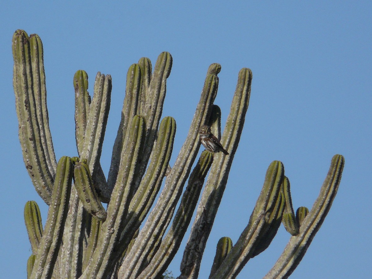 Peruvian Pygmy-Owl - Paul Suchanek