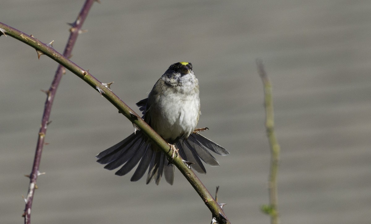 Golden-crowned Sparrow - ML141648771