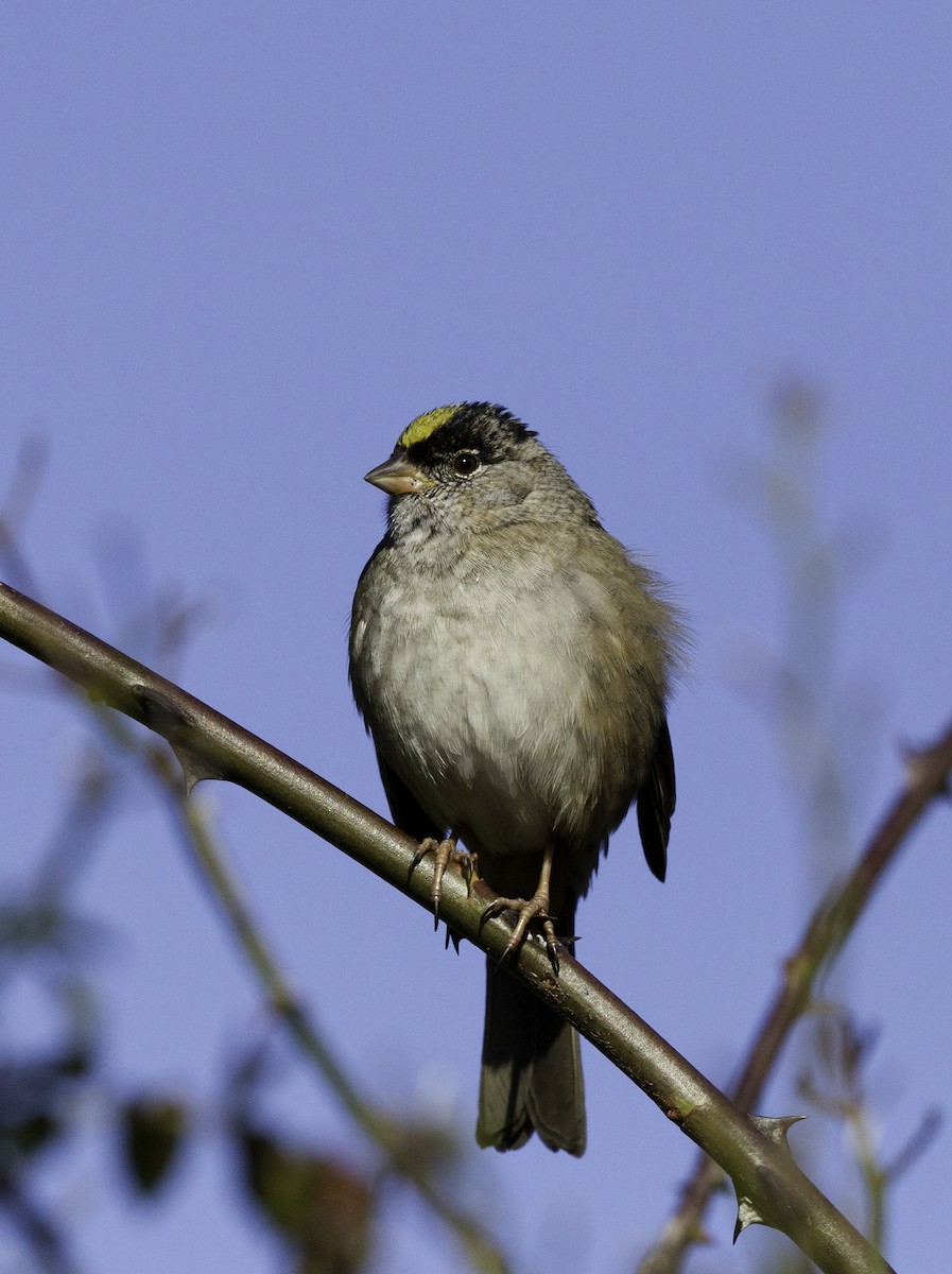 Golden-crowned Sparrow - ML141648781