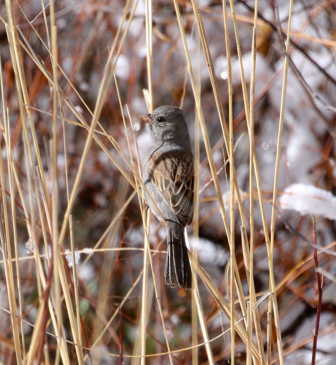 Black-chinned Sparrow - ML141648791
