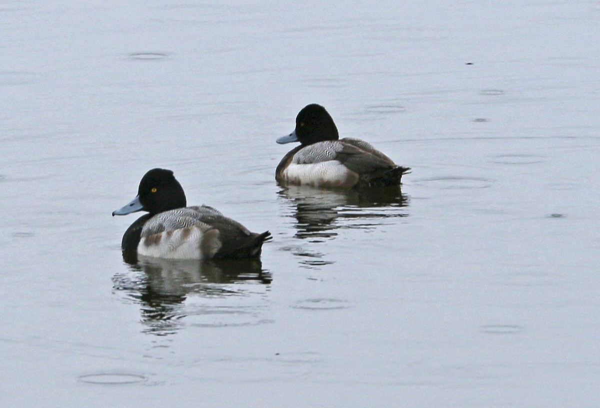 Lesser Scaup - Charlotte Byers