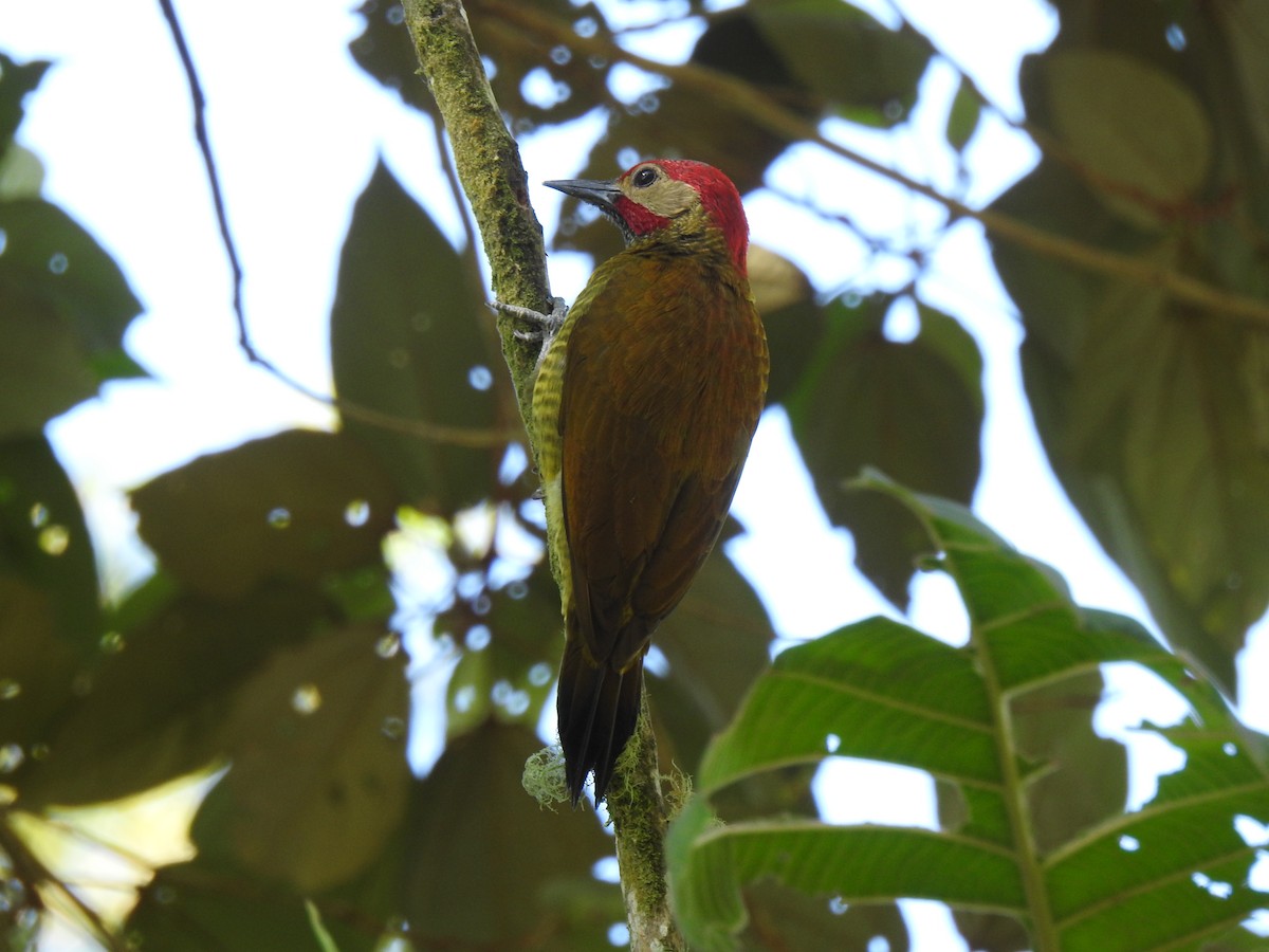 Golden-olive Woodpecker - ML141649641