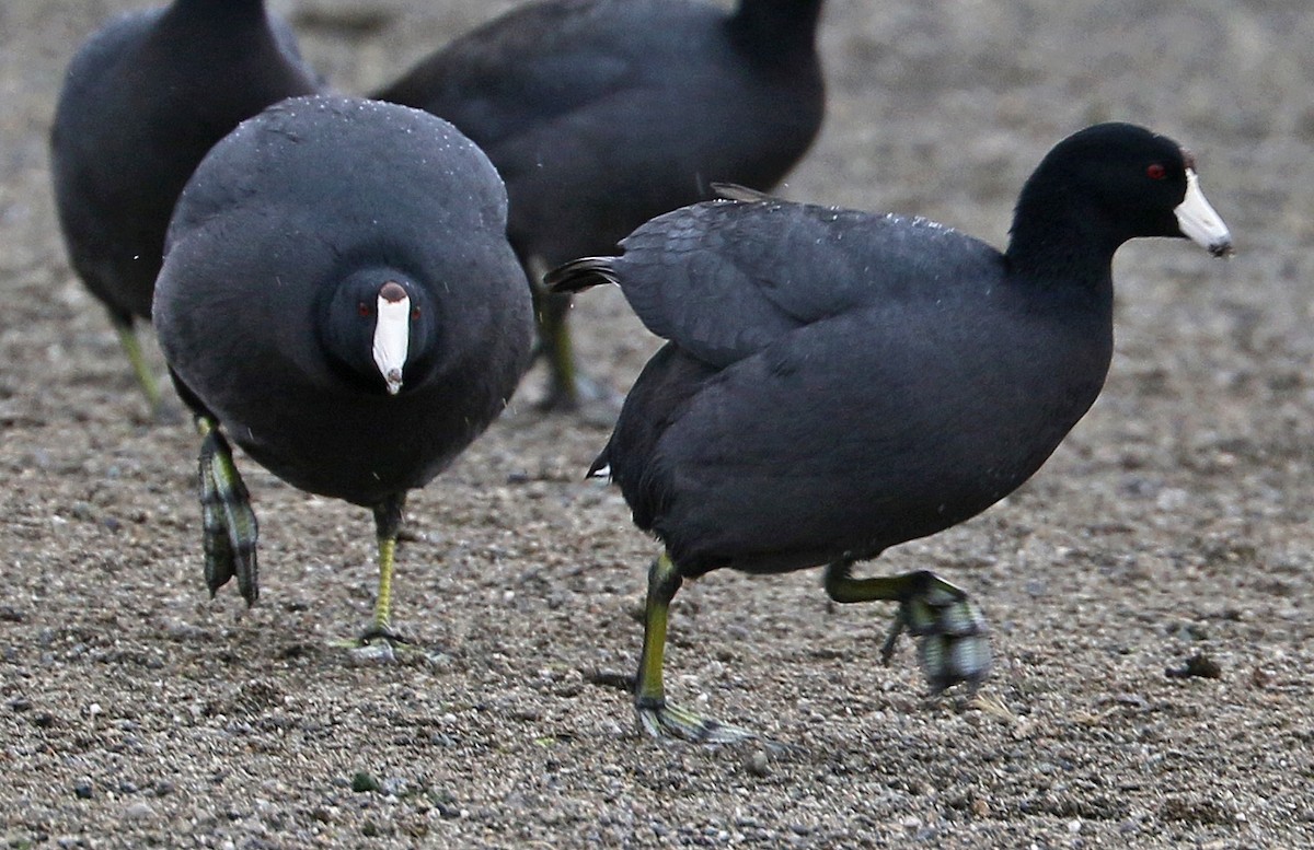 American Coot - Charlotte Byers