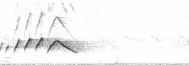 White-eared Sibia - ML14165
