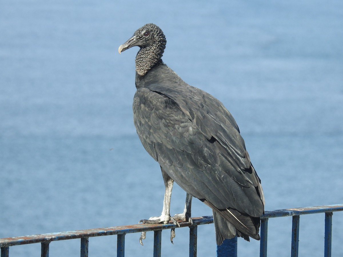 Black Vulture - Thays Hungria