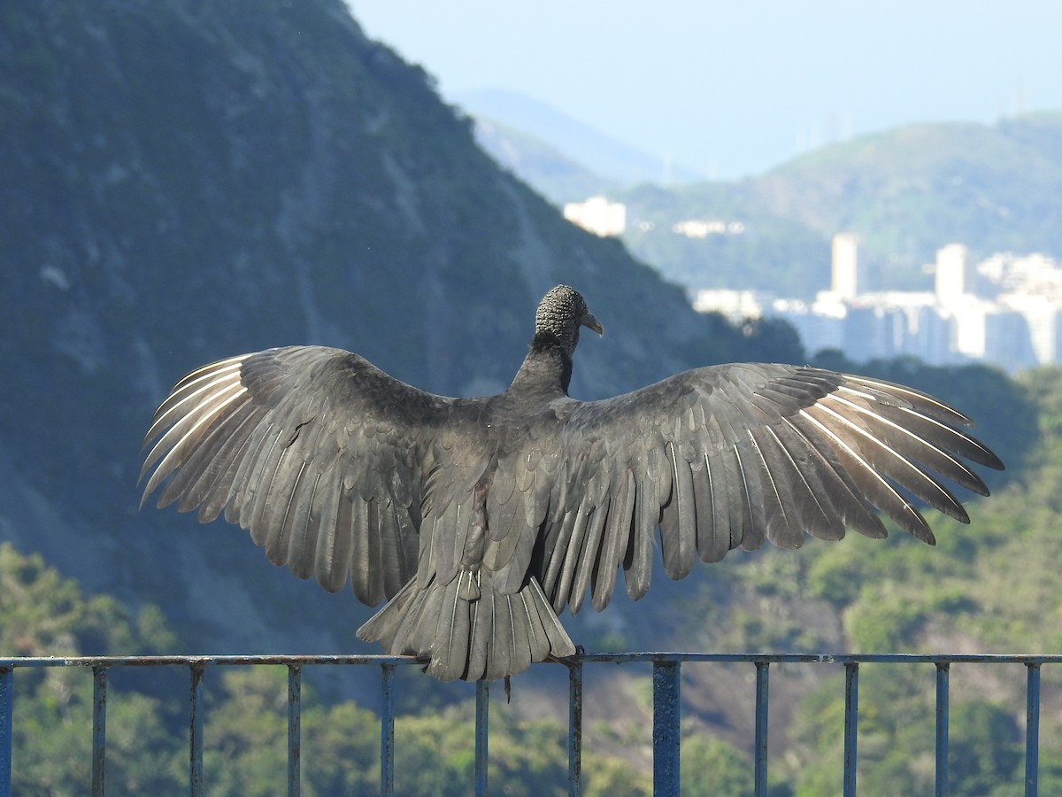 Black Vulture - Thays Hungria