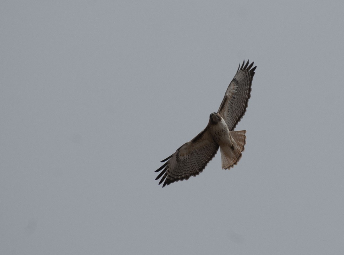 Red-tailed Hawk - ML141651921