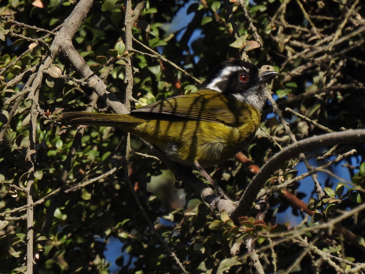 Sooty-capped Chlorospingus - ML141652171