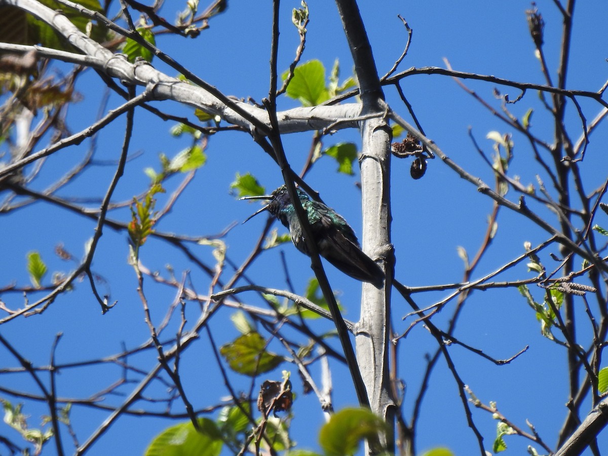 kolibřík modrouchý - ML141652581
