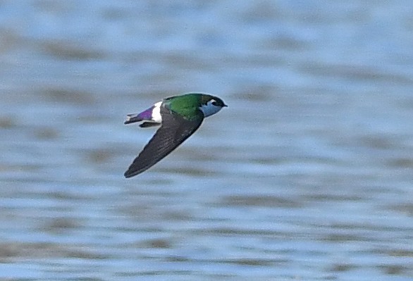 Violet-green Swallow - Mike Stensvold
