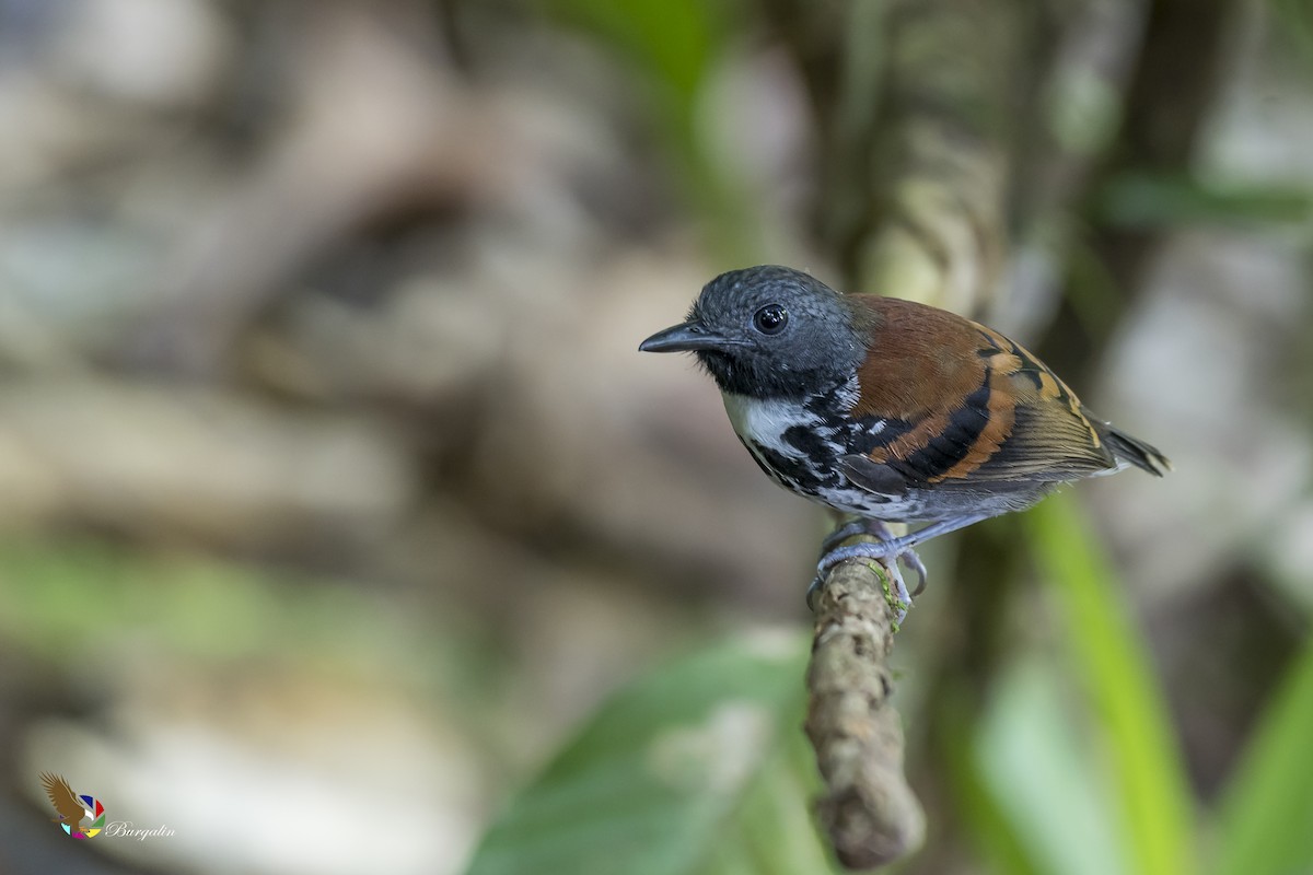 Spotted Antbird - ML141652871