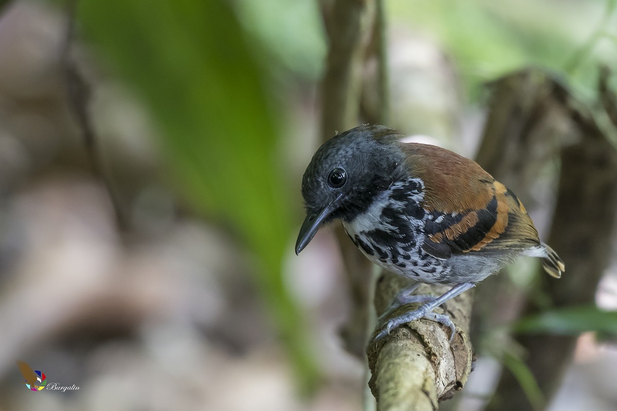 Spotted Antbird - ML141652881