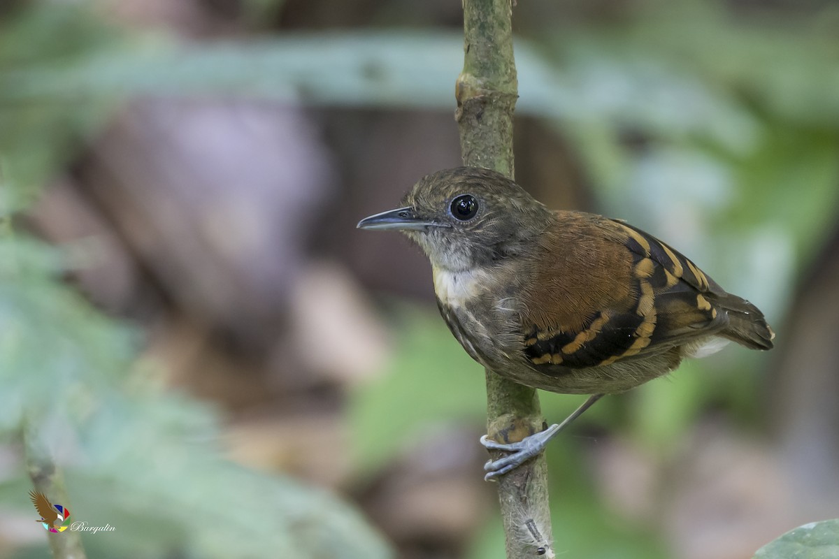 Spotted Antbird - fernando Burgalin Sequeria