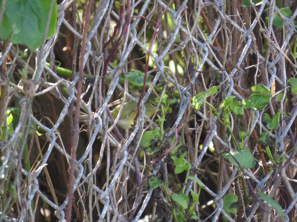 Orange-crowned Warbler - Rich Ferrick