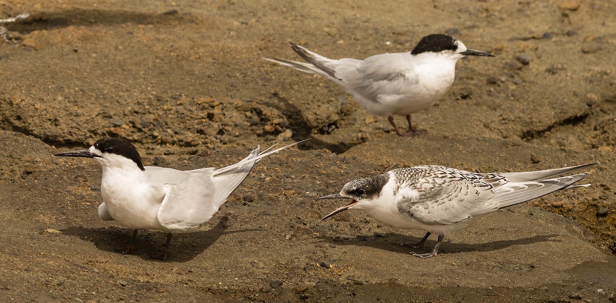White-fronted Tern - ML141654151