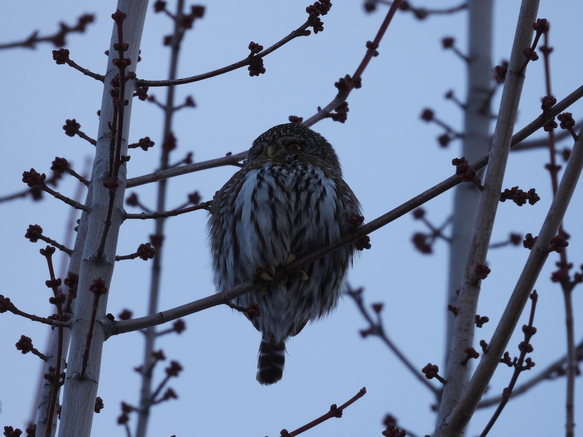 Northern Pygmy-Owl - Colby Neuman