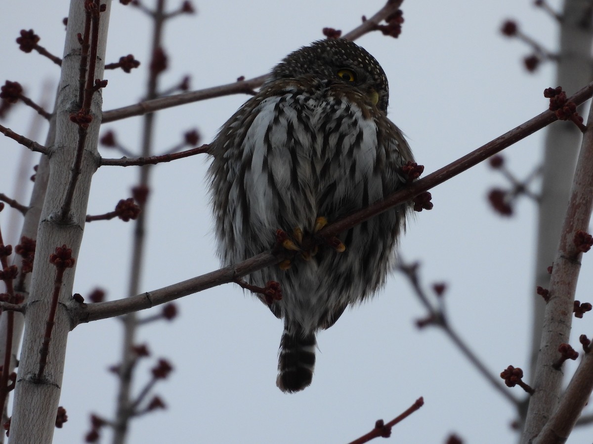 Northern Pygmy-Owl - Colby Neuman