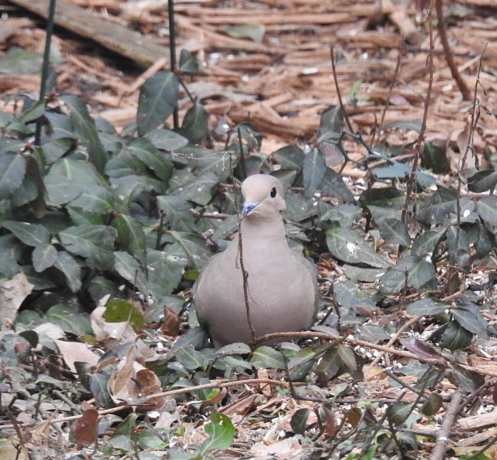 Mourning Dove - Anonymous