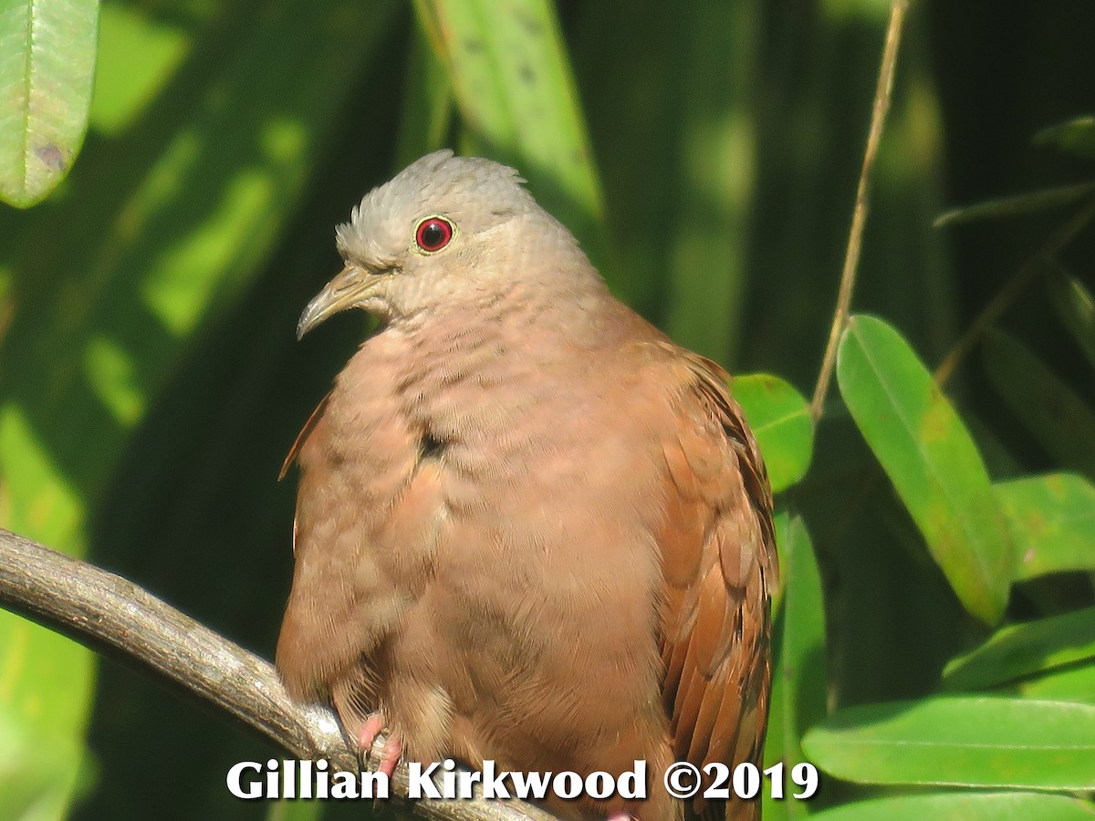 Ruddy Ground Dove - Gillian Kirkwood