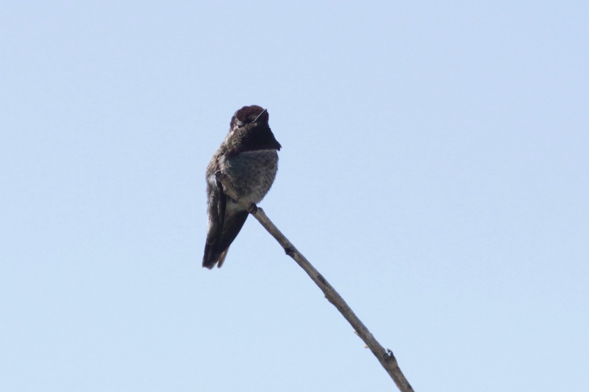 Anna's Hummingbird - ML141657221