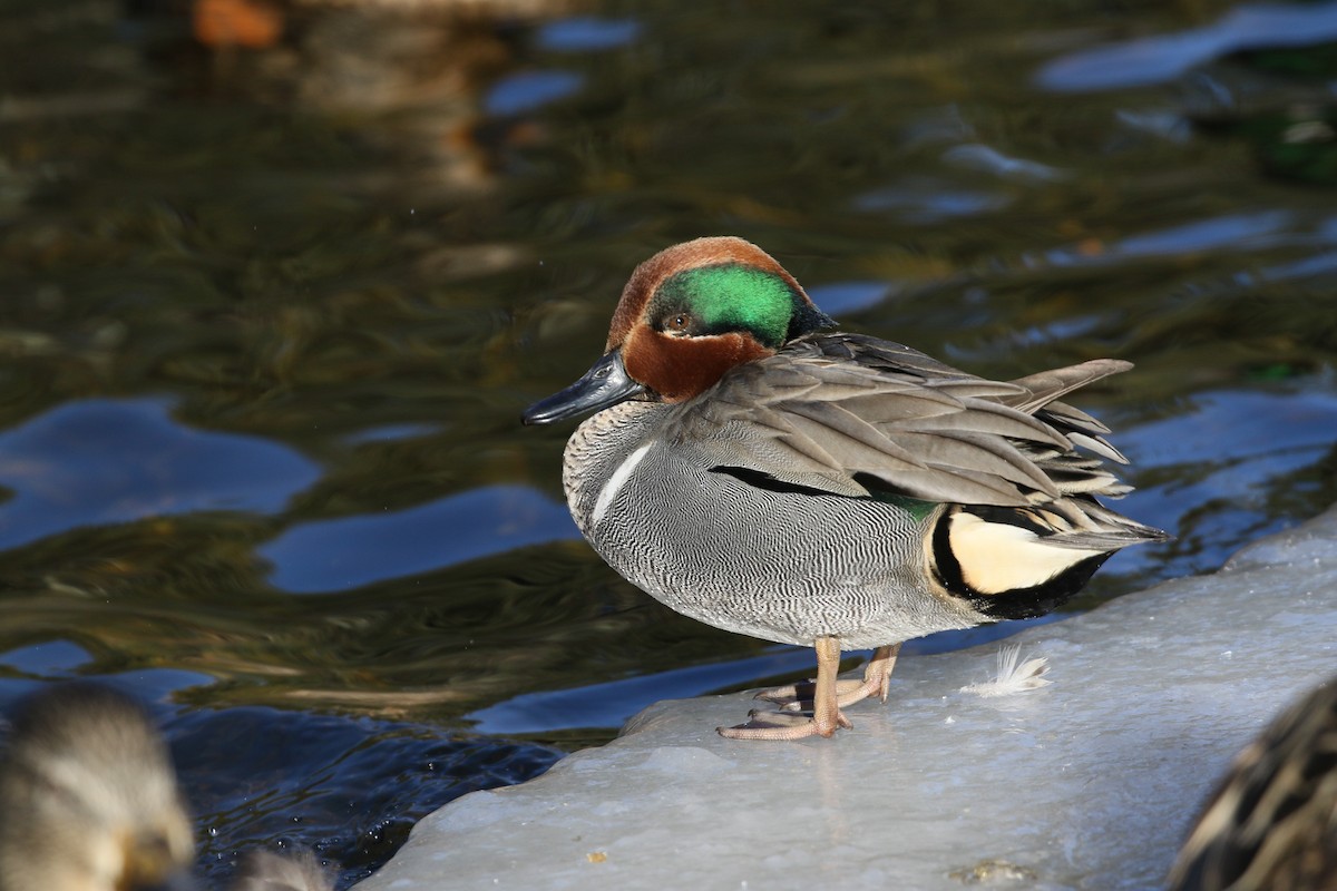 Green-winged Teal - ML141658111