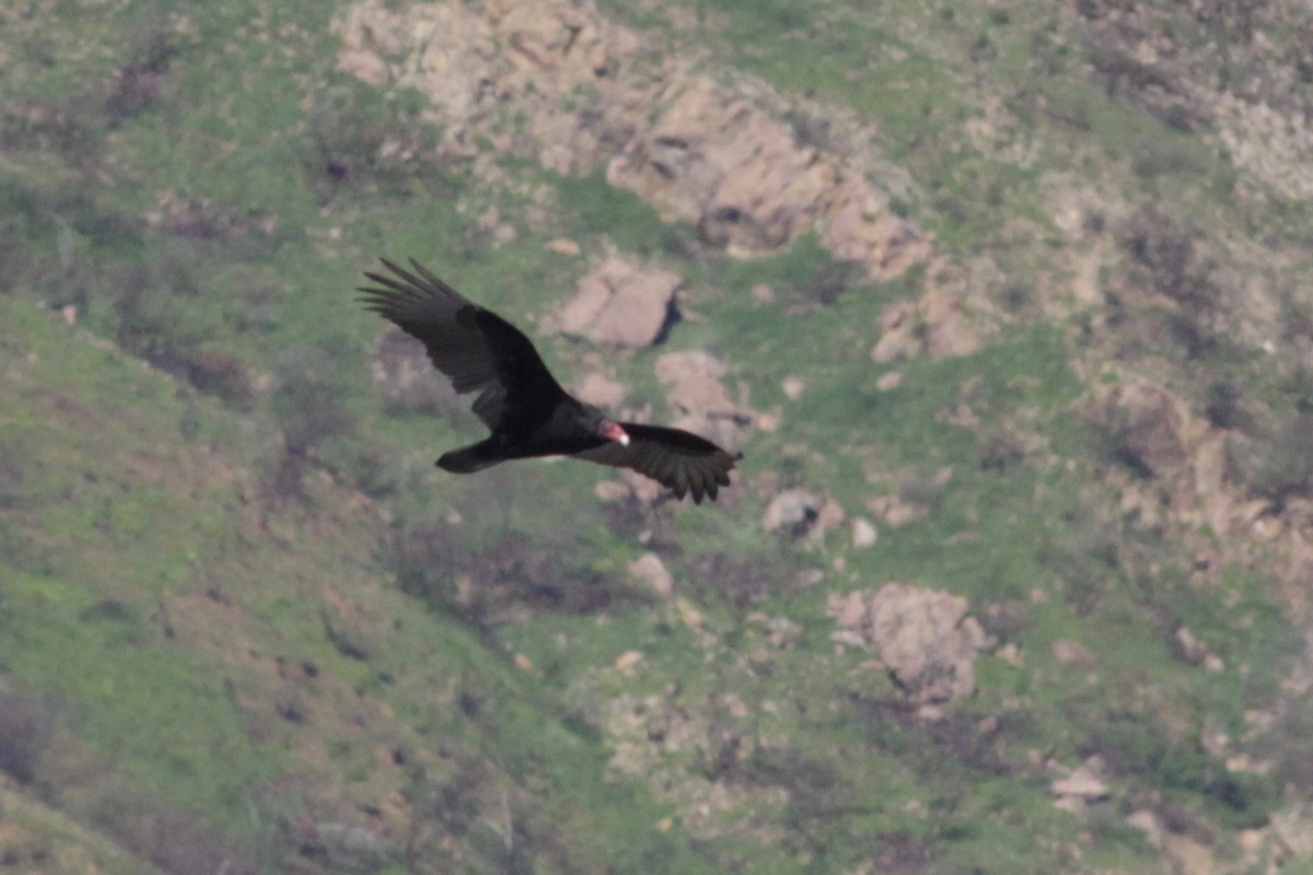 Turkey Vulture - Ryan Terrill