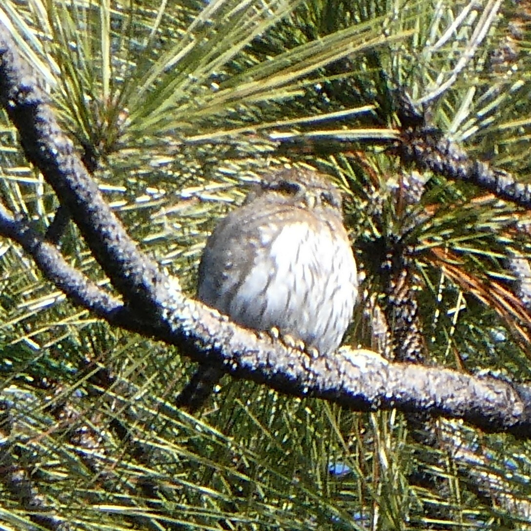 Northern Pygmy-Owl - Sarah Roeske