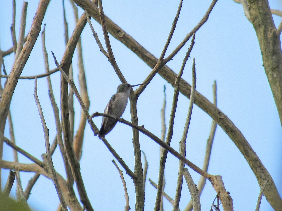 Ruby-throated Hummingbird - ML141660741