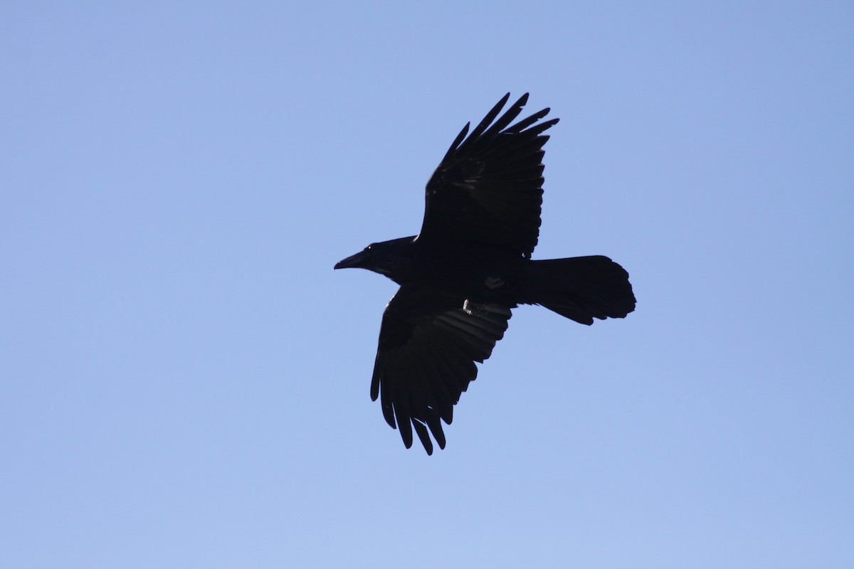 Common Raven - Ryan Terrill