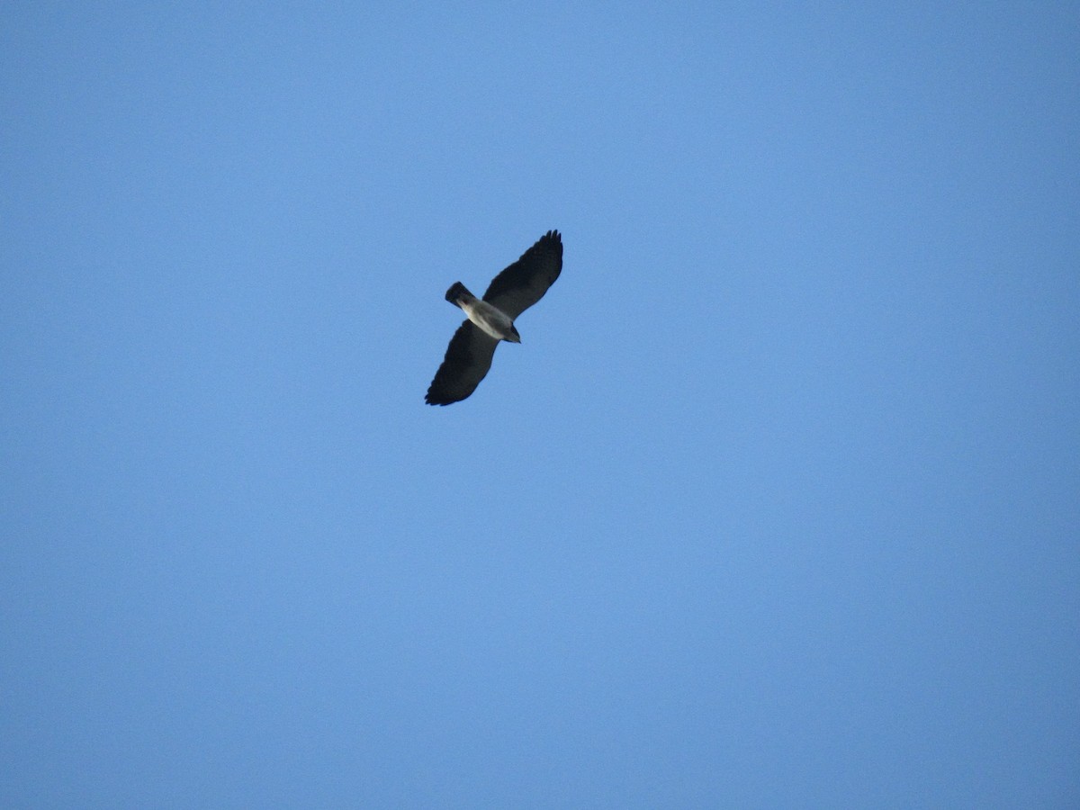 Short-tailed Hawk - ML141661361