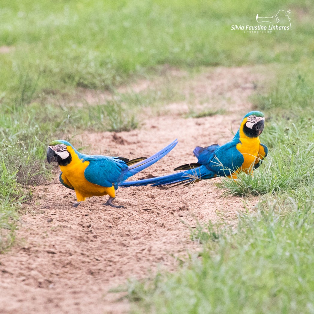 Blue-and-yellow Macaw - Silvia Faustino Linhares
