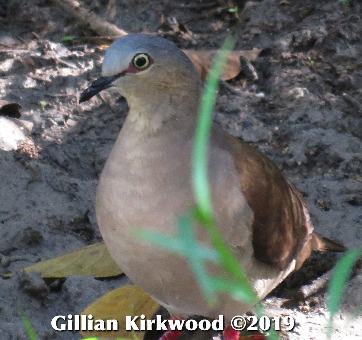 Gray-headed Dove - Gillian Kirkwood