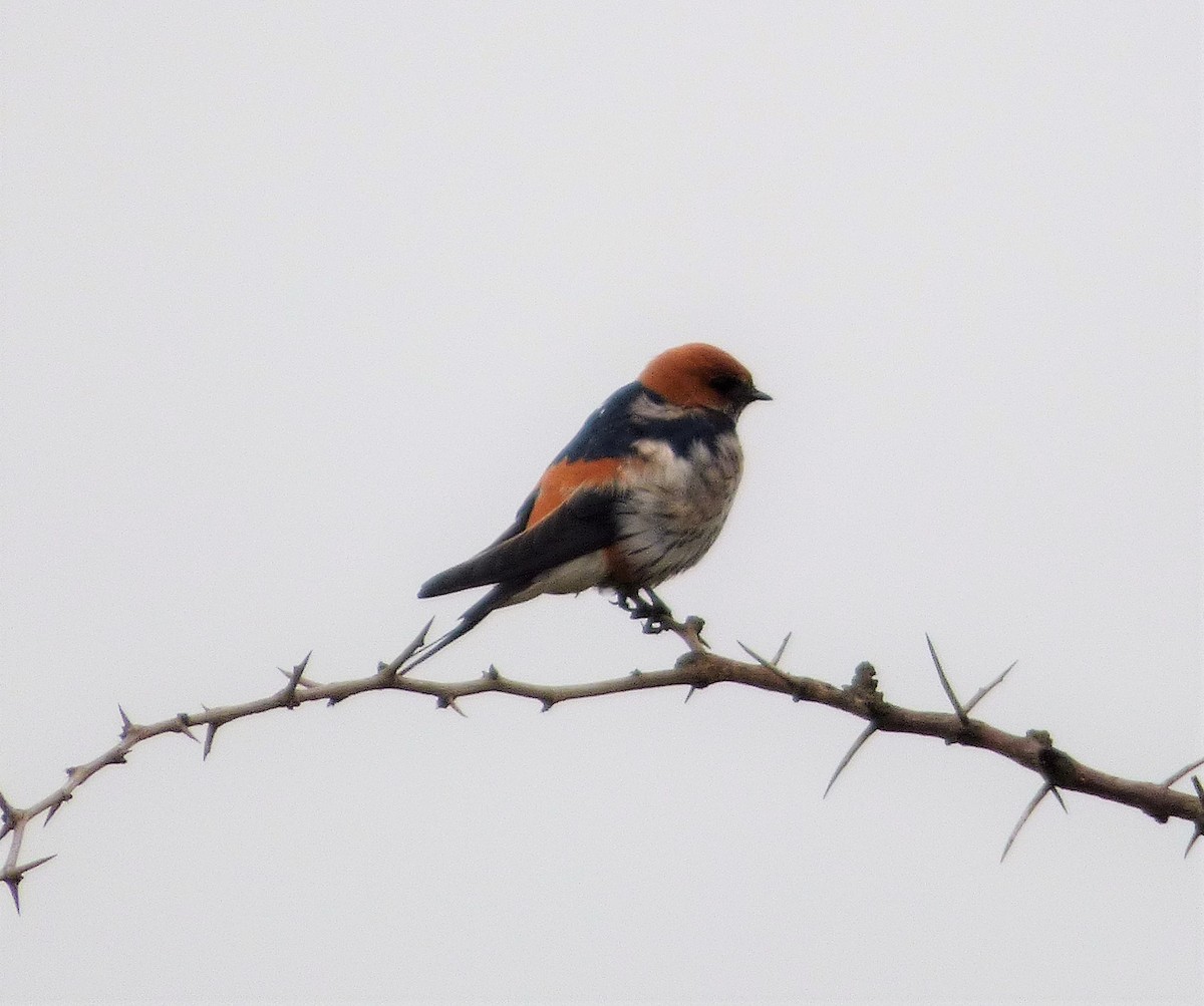 Lesser Striped Swallow - Bill Crins