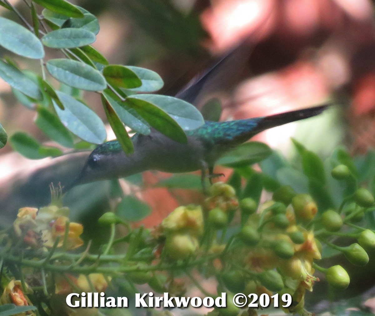 Wedge-tailed Sabrewing - Gillian Kirkwood