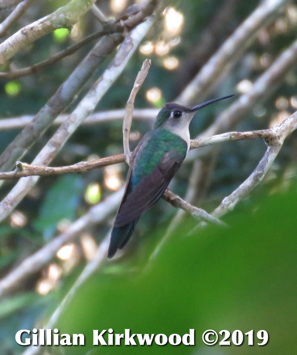 kolibřík klínoocasý - ML141664391