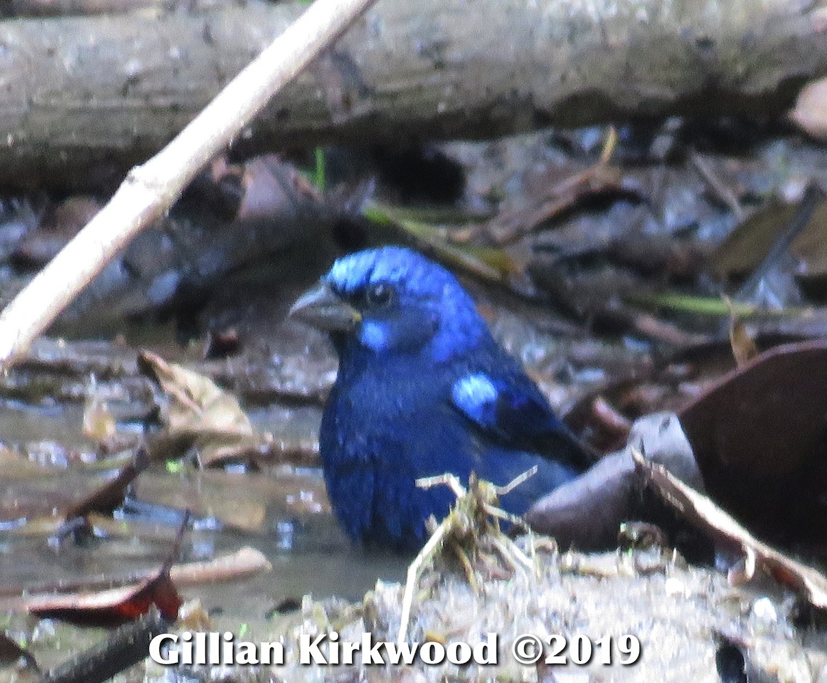 Blue Bunting - Gillian Kirkwood