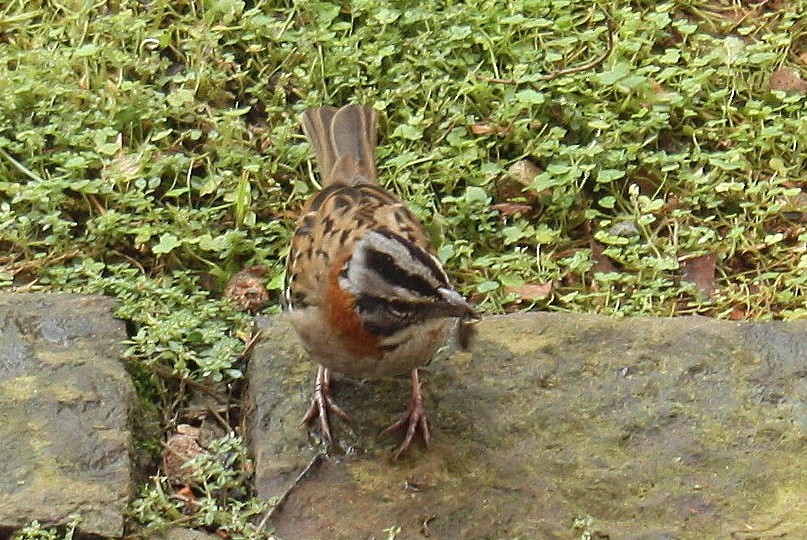 Rufous-collared Sparrow - ML141664461