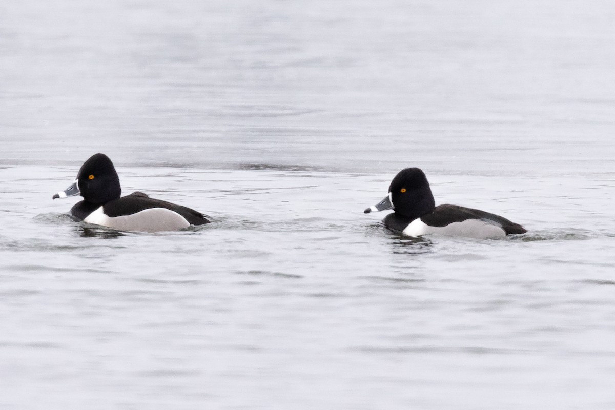 Ring-necked Duck - Brad Imhoff