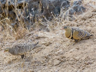  - Painted Sandgrouse