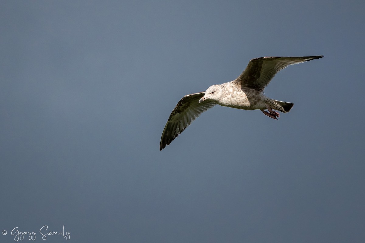 Herring Gull (European) - Gyorgy Szimuly