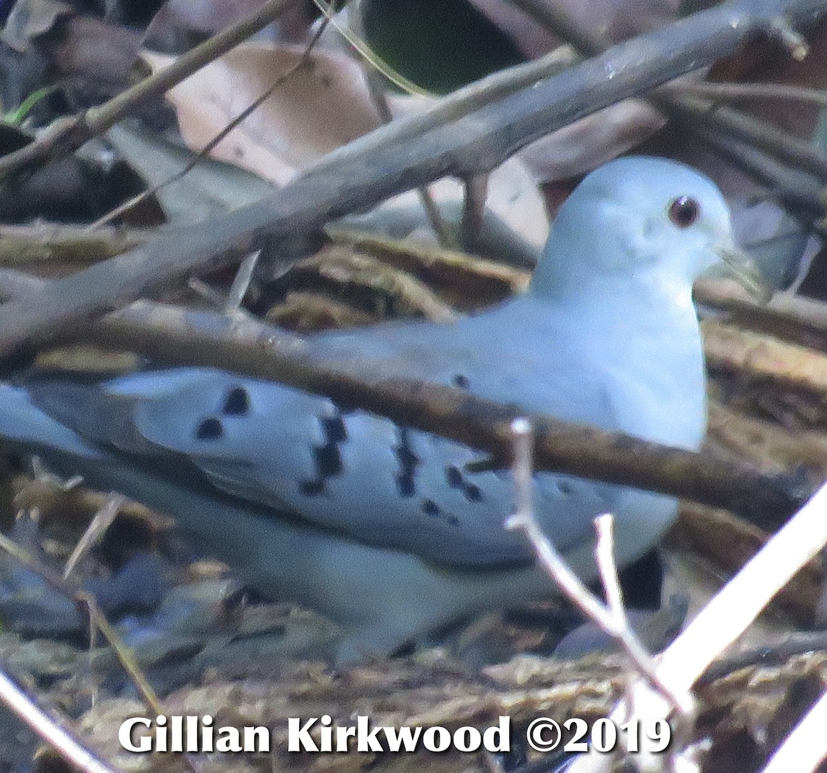 Blue Ground Dove - Gillian Kirkwood