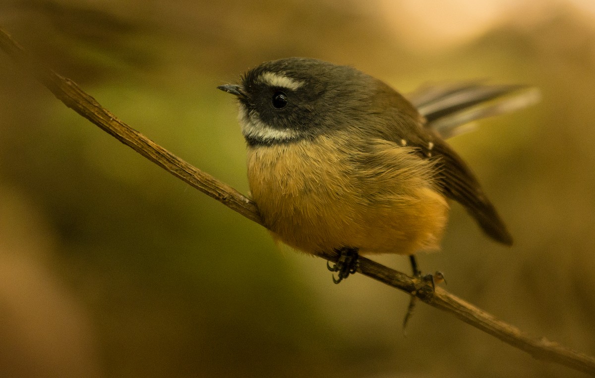 New Zealand Fantail - Ian Routley