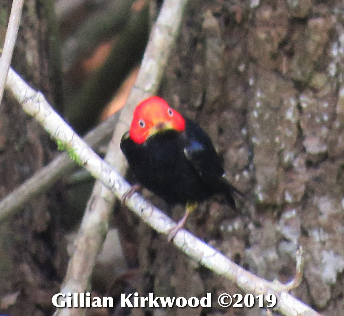 Red-capped Manakin - ML141667261