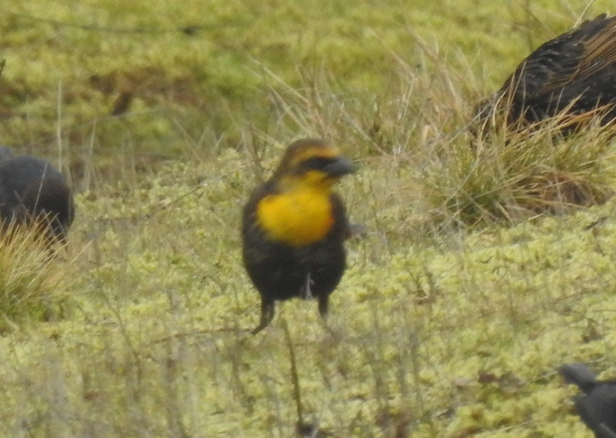 Yellow-headed Blackbird - ML141667291