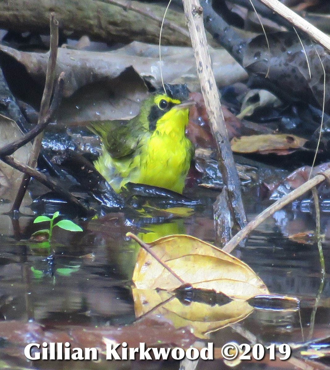 Kentucky Warbler - Gillian Kirkwood