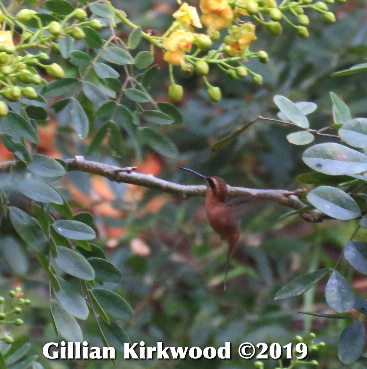 Stripe-throated Hermit - Gillian Kirkwood