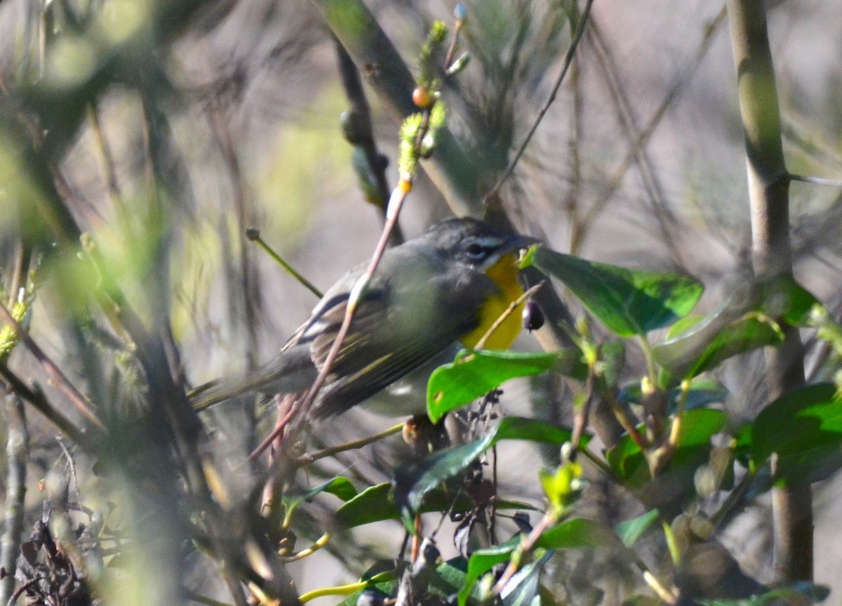 Yellow-breasted Chat - ML141667781
