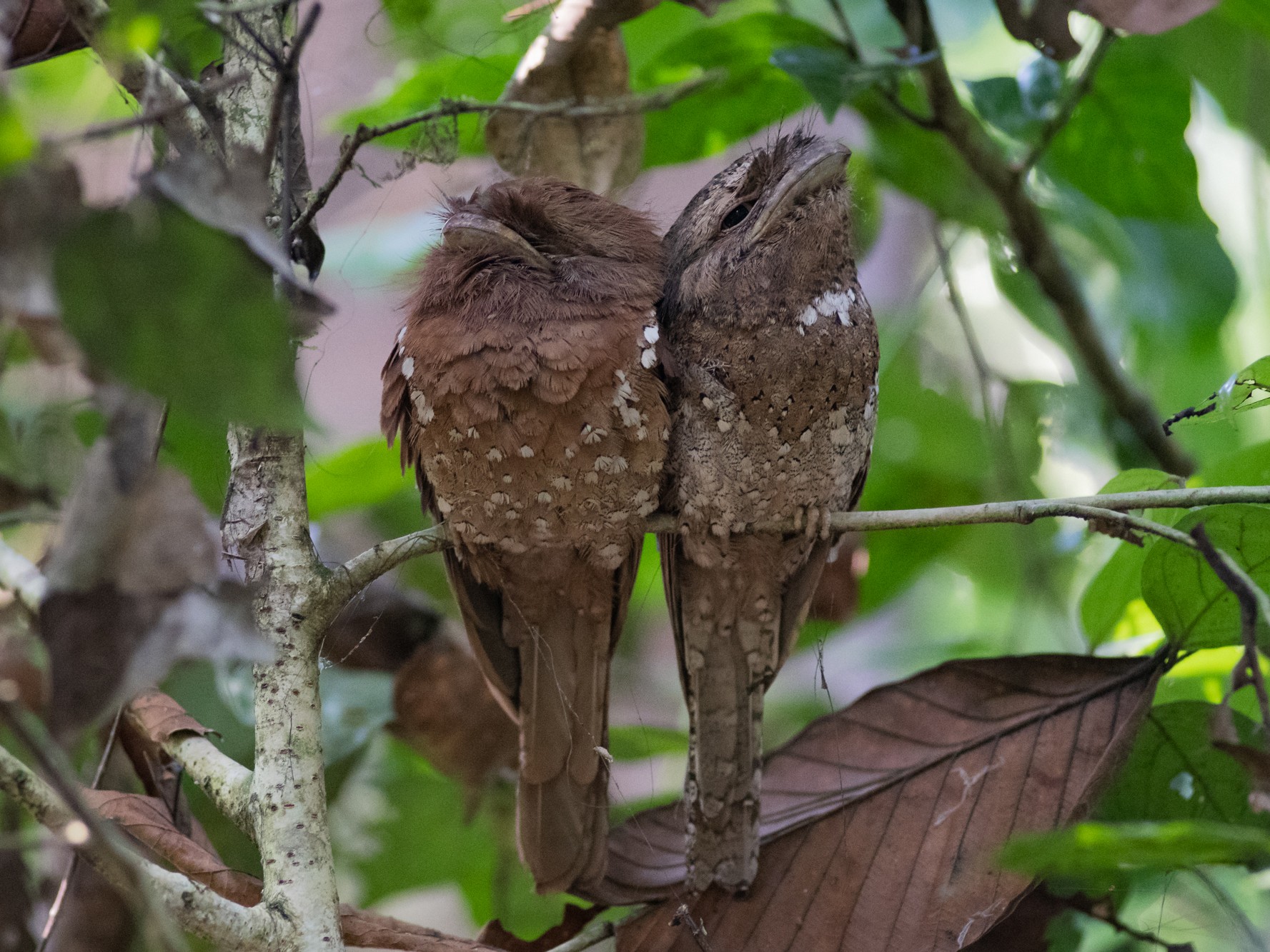 Sri Lanka Frogmouth - eBird